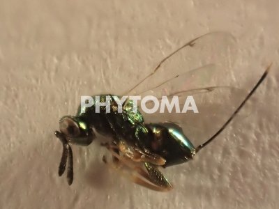 Torymus siniensis